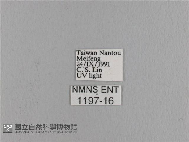 波紋枯葉蛾藏品圖，第3張