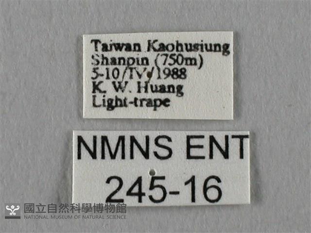 眉紋天蠶蛾藏品圖，第3張