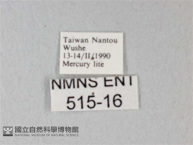 荷氏黃蝶藏品圖，第3張