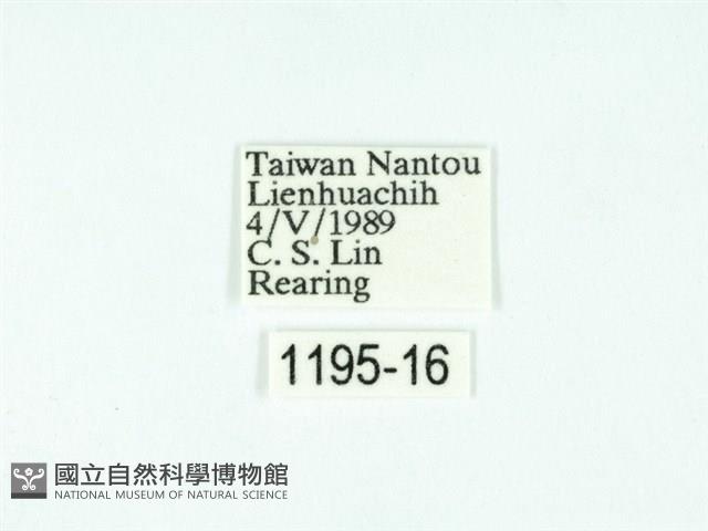 黃肩奇蛾藏品圖，第3張