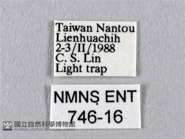 四黑目天蠶蛾藏品圖，第3張