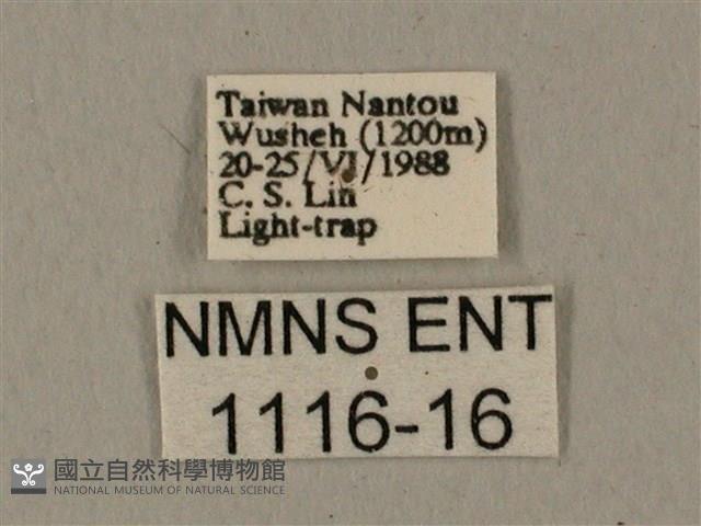 蝦殼天蛾藏品圖，第3張