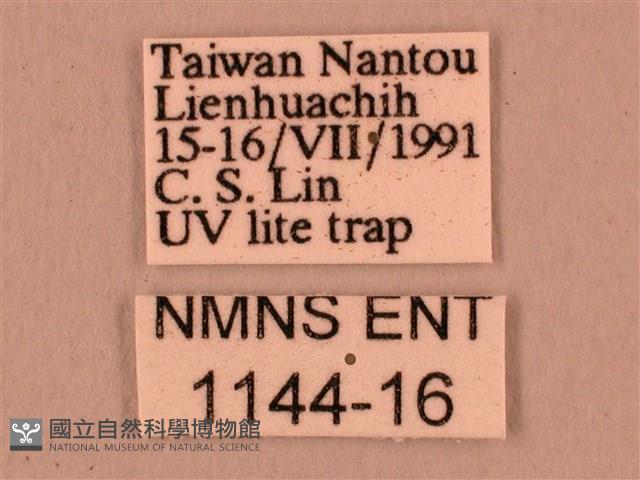 直翅六點天蛾藏品圖，第3張