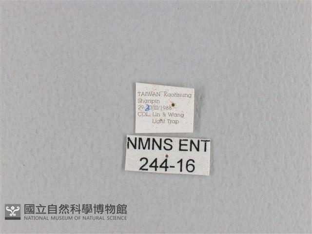 大褐斑枯葉蛾藏品圖，第3張