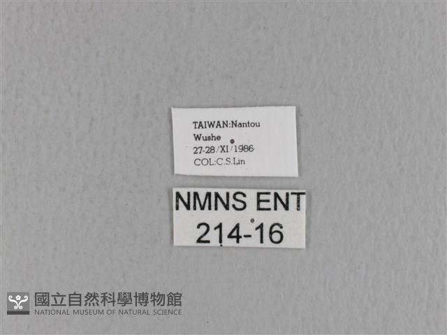 青枯葉蛾藏品圖，第3張