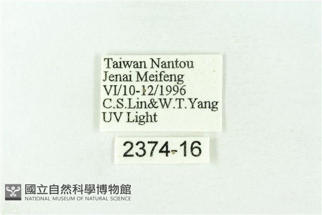 赭新污燈蛾藏品圖，第3張