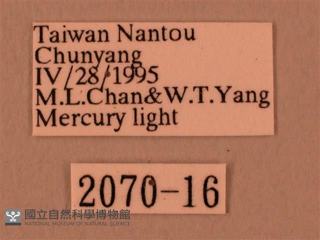 白星天蛾藏品圖，第3張