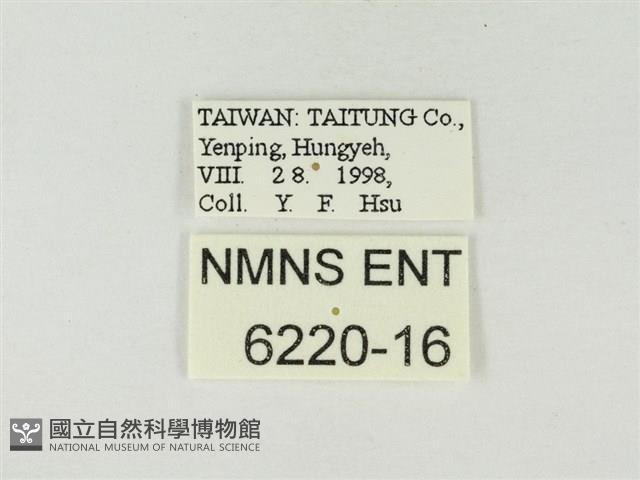 小紫灰蝶藏品圖，第3張