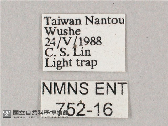 粗斜紋天蛾藏品圖，第3張