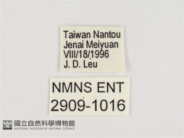 普氏白蛺蝶藏品圖，第3張