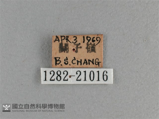 臺灣斑眼蝶藏品圖，第3張