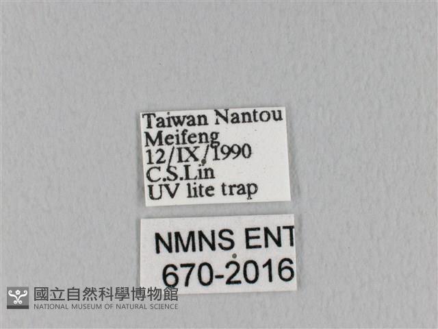 褐斜帶枯葉蛾藏品圖，第3張