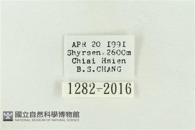 棍棒污燈蛾藏品圖，第3張