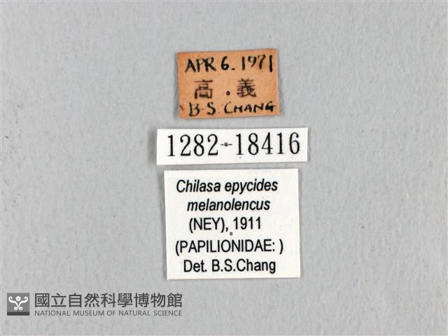 黃星斑鳳蝶藏品圖，第3張