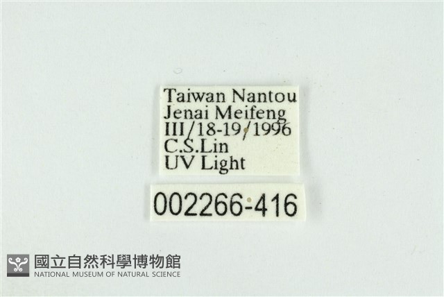 臺圓波紋蛾藏品圖，第3張