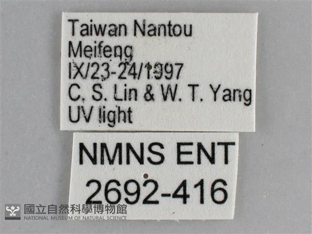 大胡麻斑星尺蛾藏品圖，第3張