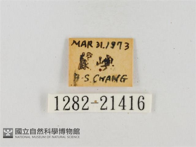 薑弄蝶藏品圖，第3張