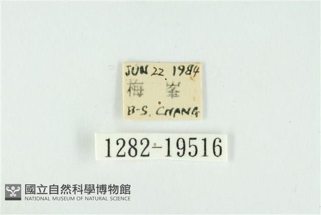 藹環波紋蛾藏品圖，第3張