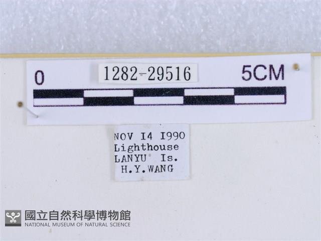 粉蝶燈蛾藏品圖，第3張