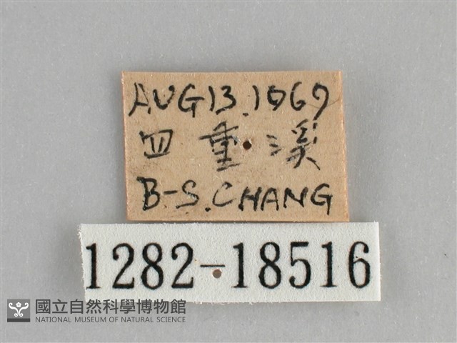 遷粉蝶、淡黃蝶藏品圖，第3張
