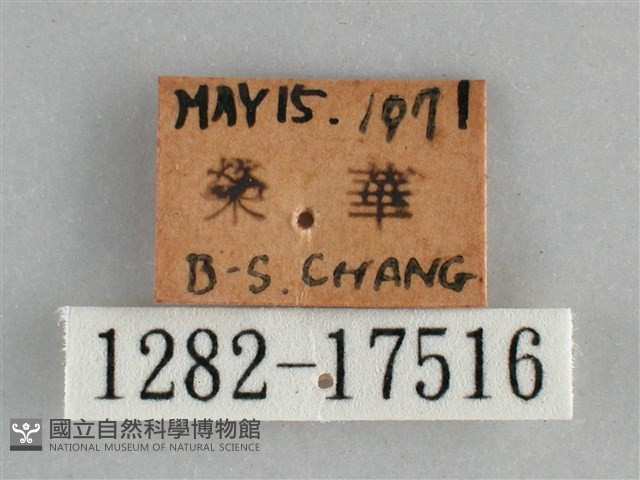 琉璃蛺蝶藏品圖，第3張