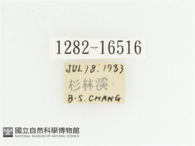 綠艷長腳花金龜藏品圖，第2張