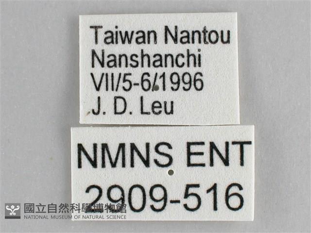 鋸粉蝶藏品圖，第3張