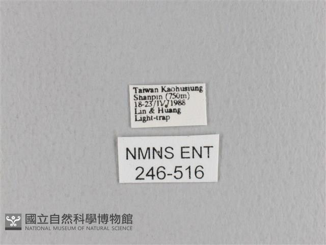 大褐斑枯葉蛾藏品圖，第3張