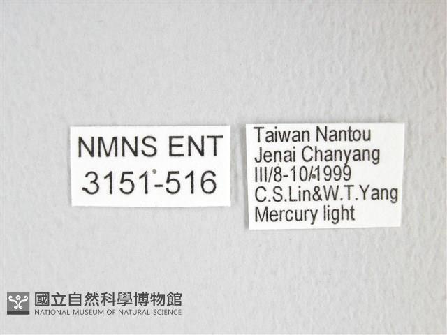 圓翅大鉤蛾藏品圖，第3張