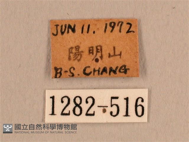 背線天蛾藏品圖，第3張