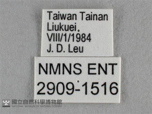紫日灰蝶藏品圖，第3張