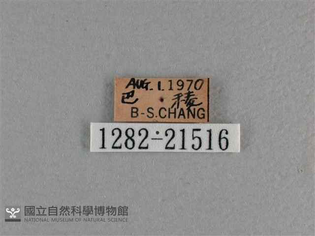 玉帶弄蝶藏品圖，第3張