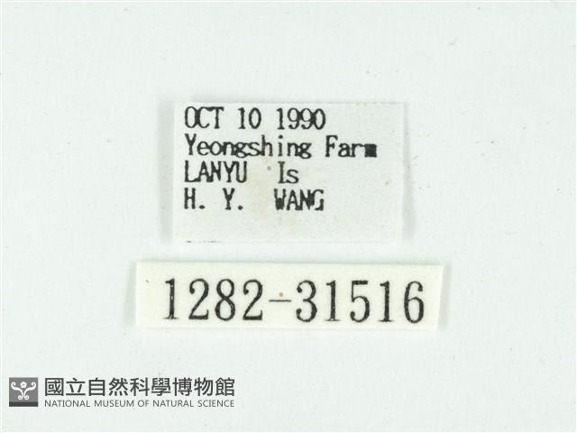 叉紋閃舞蛾藏品圖，第3張