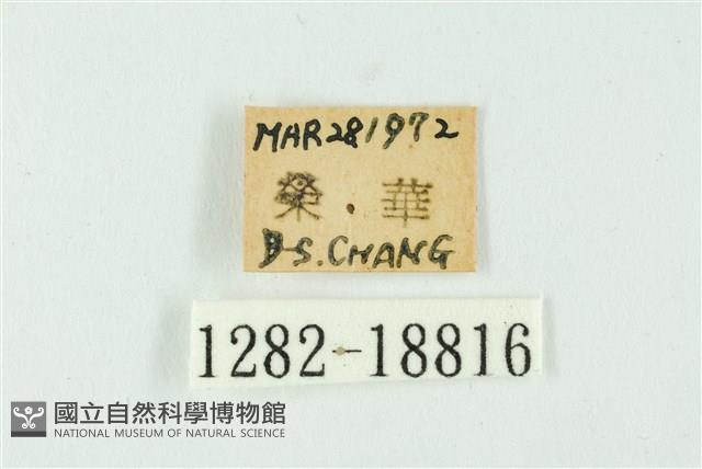 白紋琉灰蝶藏品圖，第3張