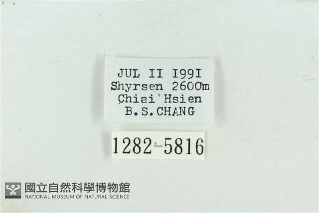 粉紅帶散紋夜蛾藏品圖，第3張