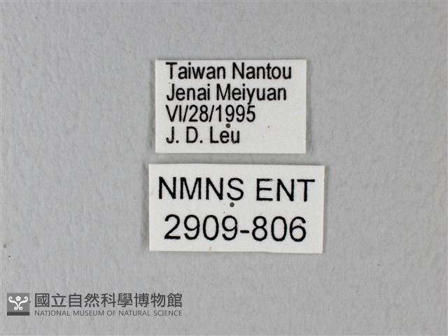 異粉蝶、雌白黃蝶藏品圖，第3張