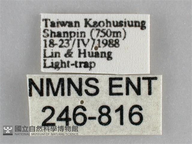 眉原褐刺蛾藏品圖，第3張