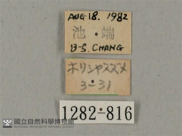 鋸線天蛾藏品圖，第3張