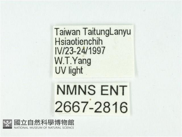 叉紋閃舞蛾藏品圖，第3張