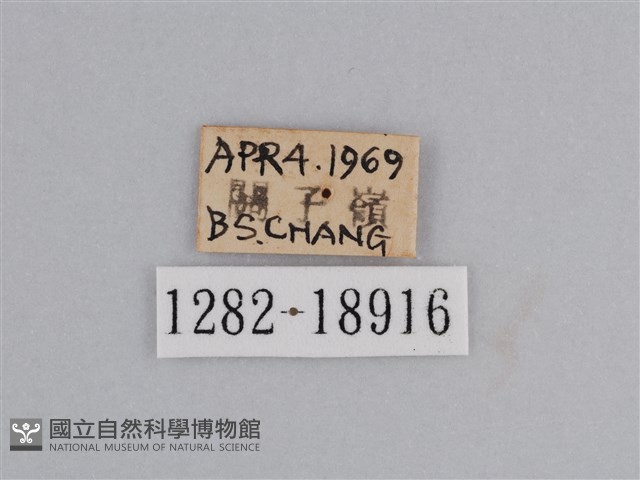 雲紋尖粉蝶藏品圖，第3張