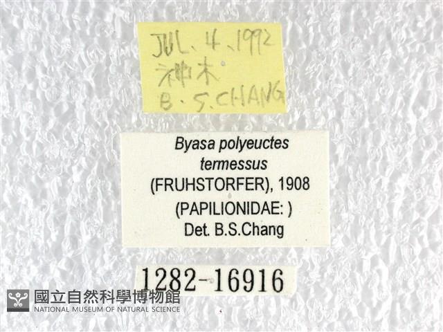 多姿麝鳳蝶藏品圖，第3張
