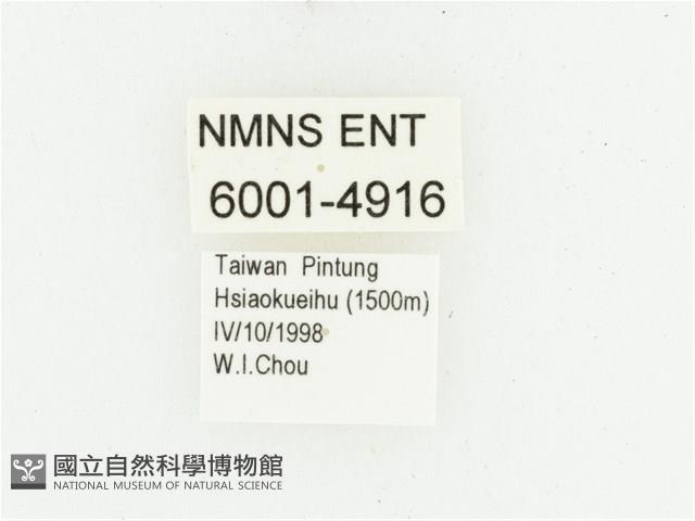 艷邊花金龜藏品圖，第2張