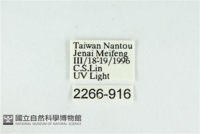 臺圓波紋蛾藏品圖，第3張