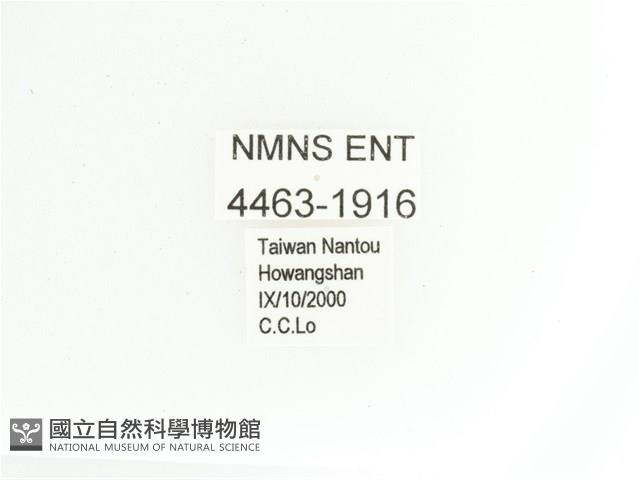 艷金龜藏品圖，第2張