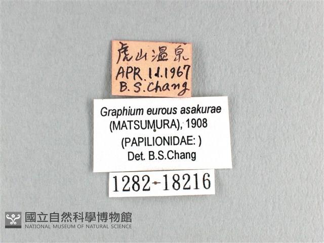 劍鳳蝶藏品圖，第3張
