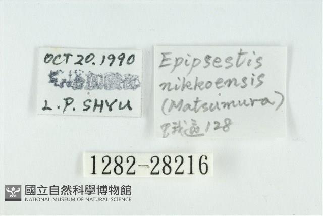 黑平波紋蛾藏品圖，第3張