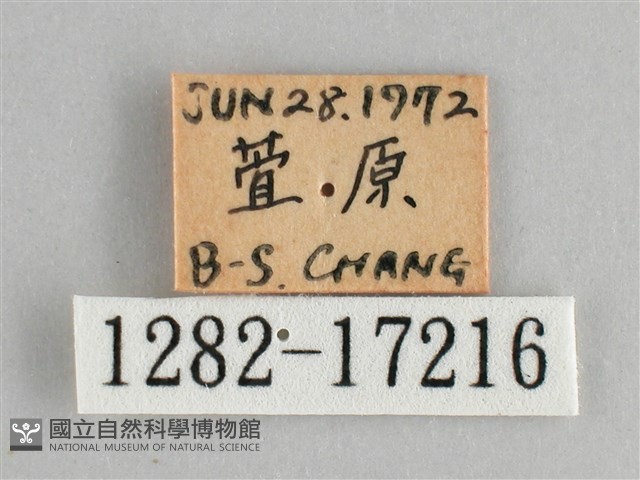金鎧蛺蝶藏品圖，第3張