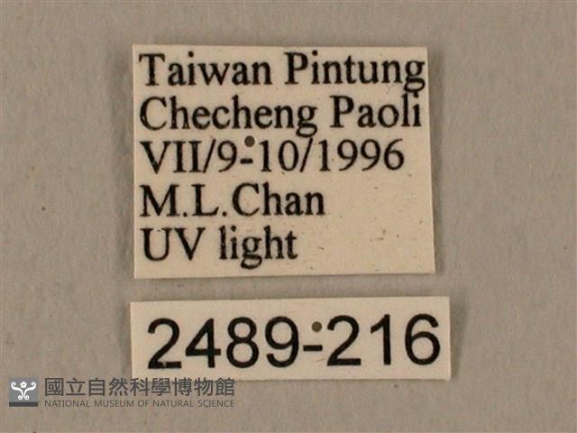 蝦殼天蛾藏品圖，第3張