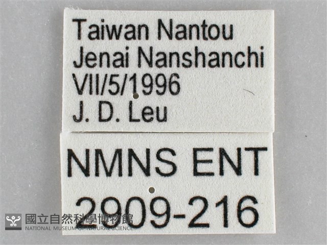 網絲蛺蝶、石牆蝶藏品圖，第3張