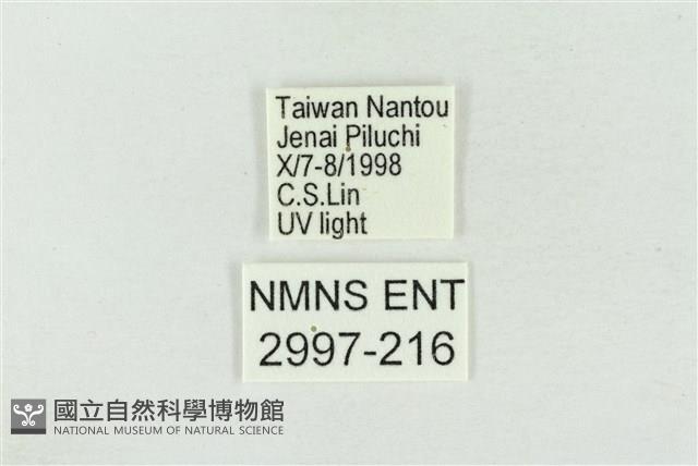 寬帶波紋蛾藏品圖，第3張